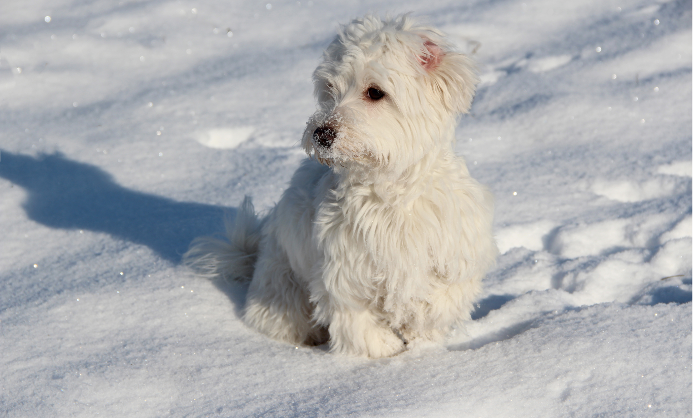 foldable dog crate - small dog