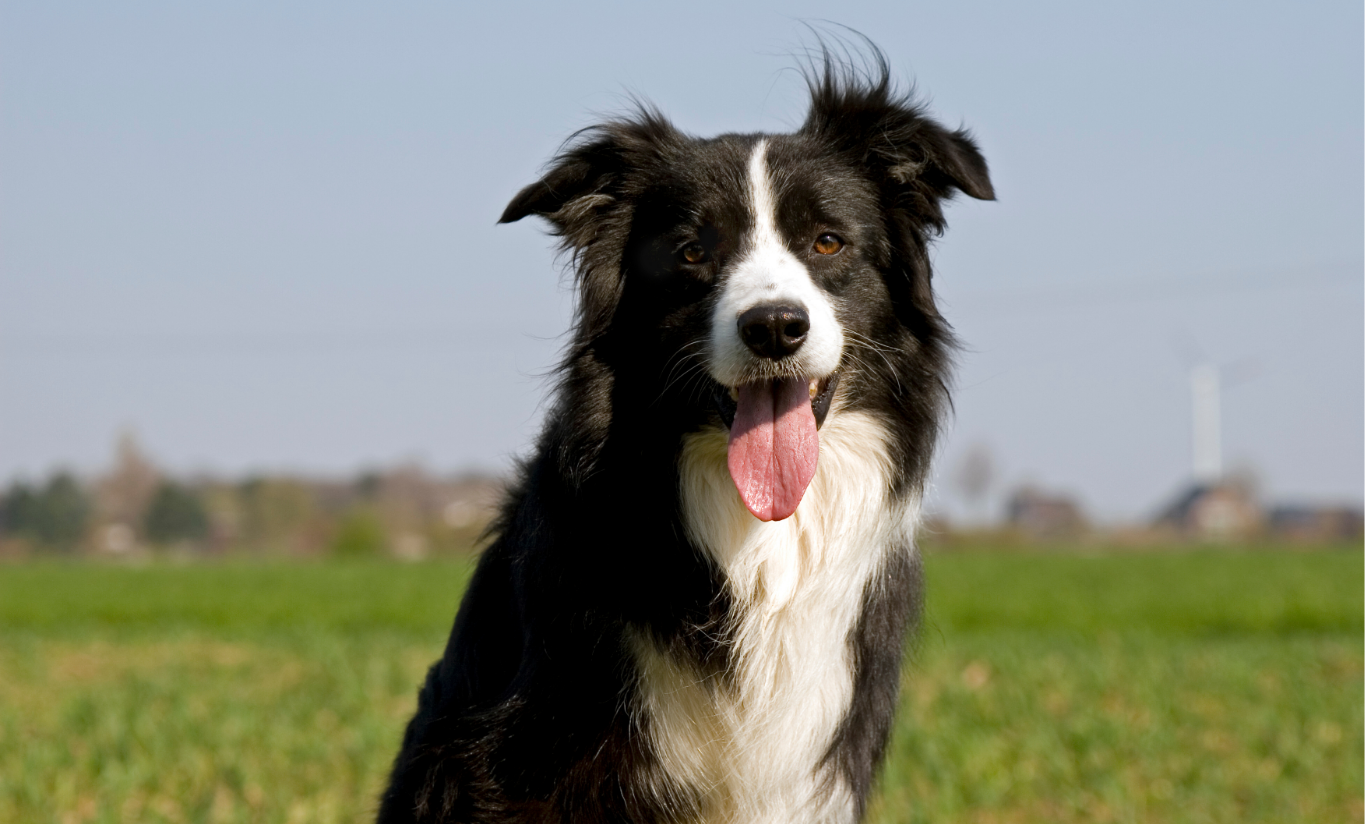 foldable dog crate - medium dog