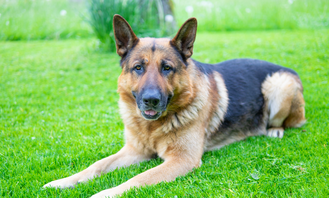 foldable dog crate - large dog