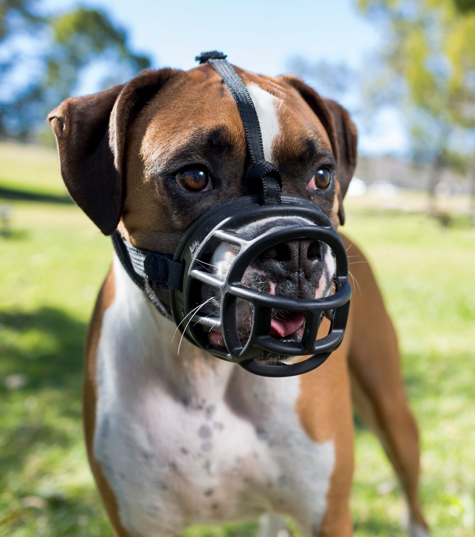 dog muzzle