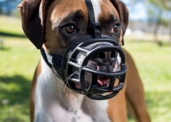 Baskerville Ultra Dog Muzzle