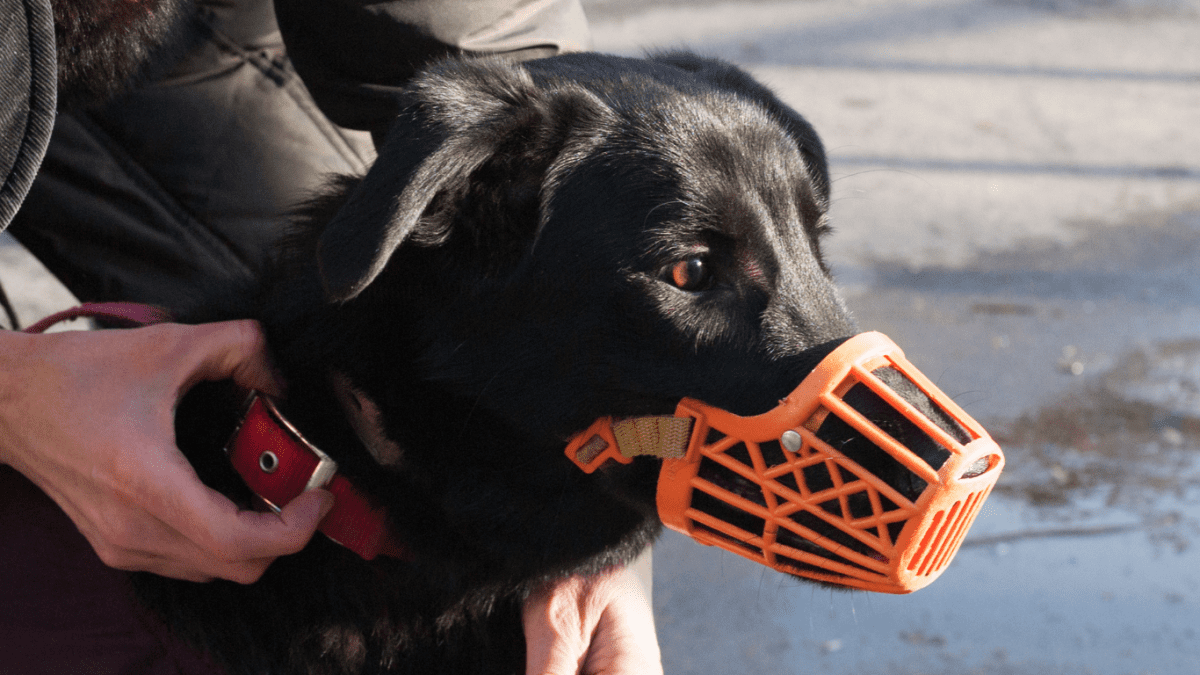 dog muzzle australia