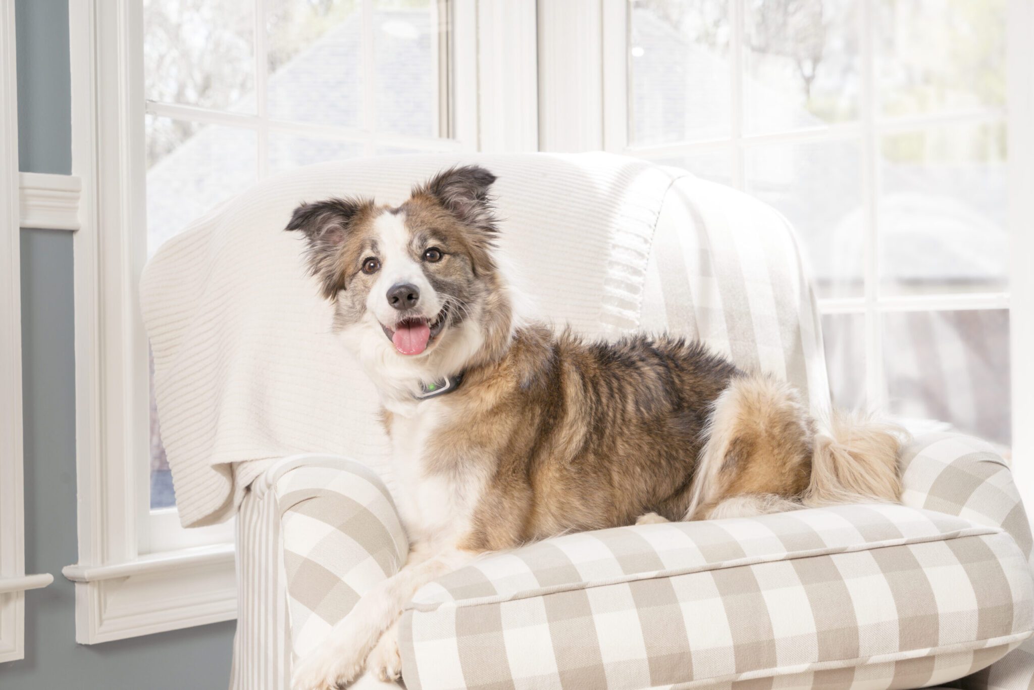 Spray Bark Collar ACES AU