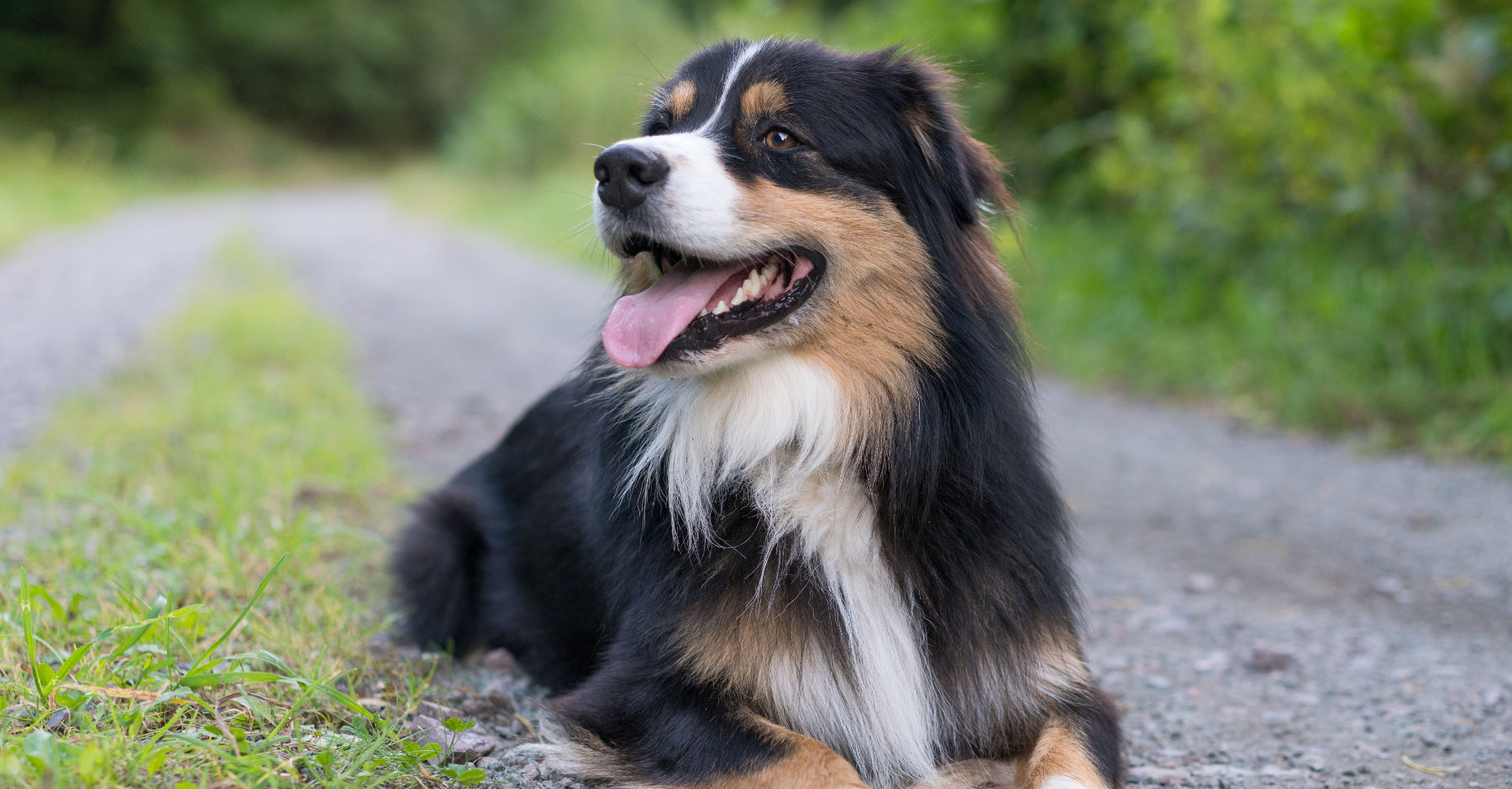 Animal Care Equipment and Services — Animal Supplies & More