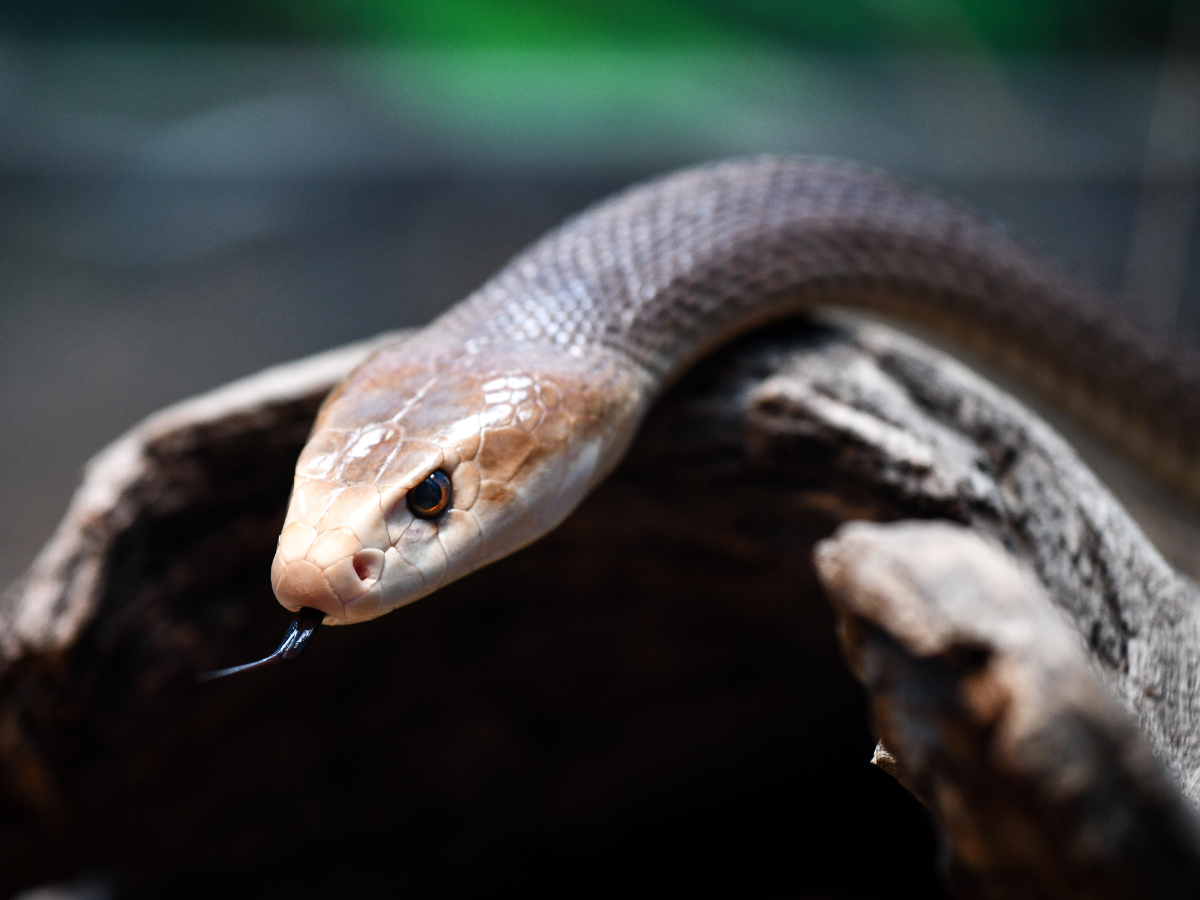 coastal taipan