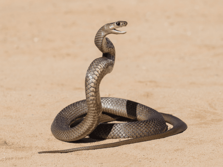 top 10 deadly snakes in australia