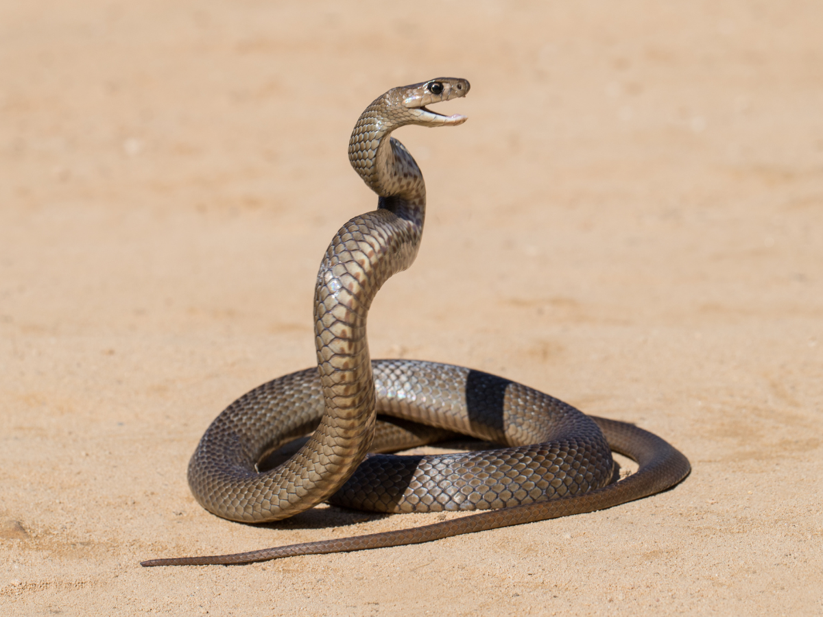 eastern brown snake