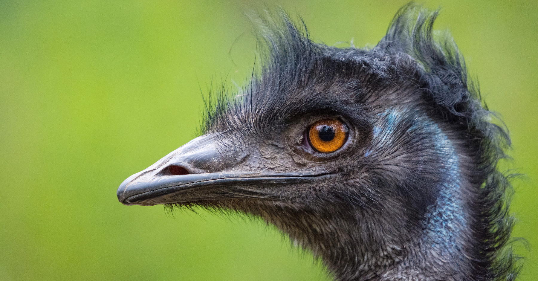 Animal Care Equipment and Services — Animal Supplies & More