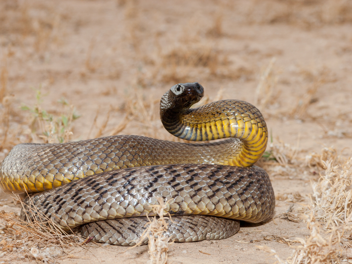 inland taipan