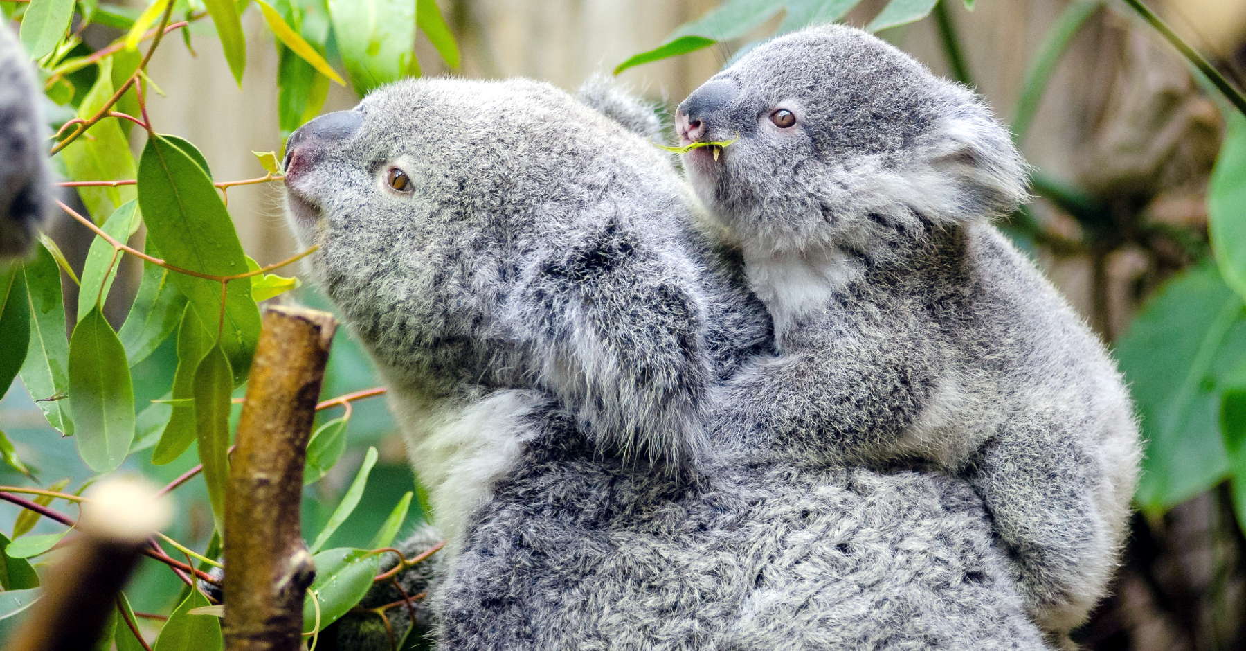 Animal Care Equipment and Services — Animal Supplies & More