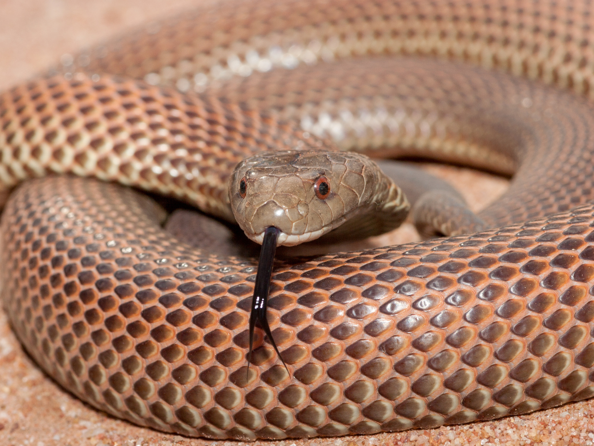 mulga snake