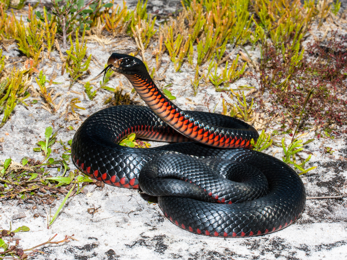 red-bellied black snake