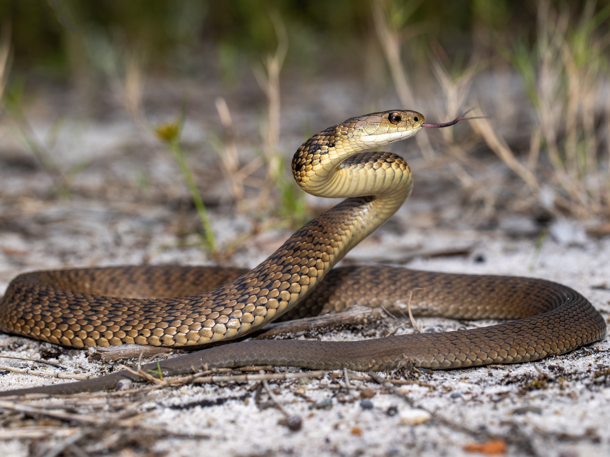 rough scaled snake