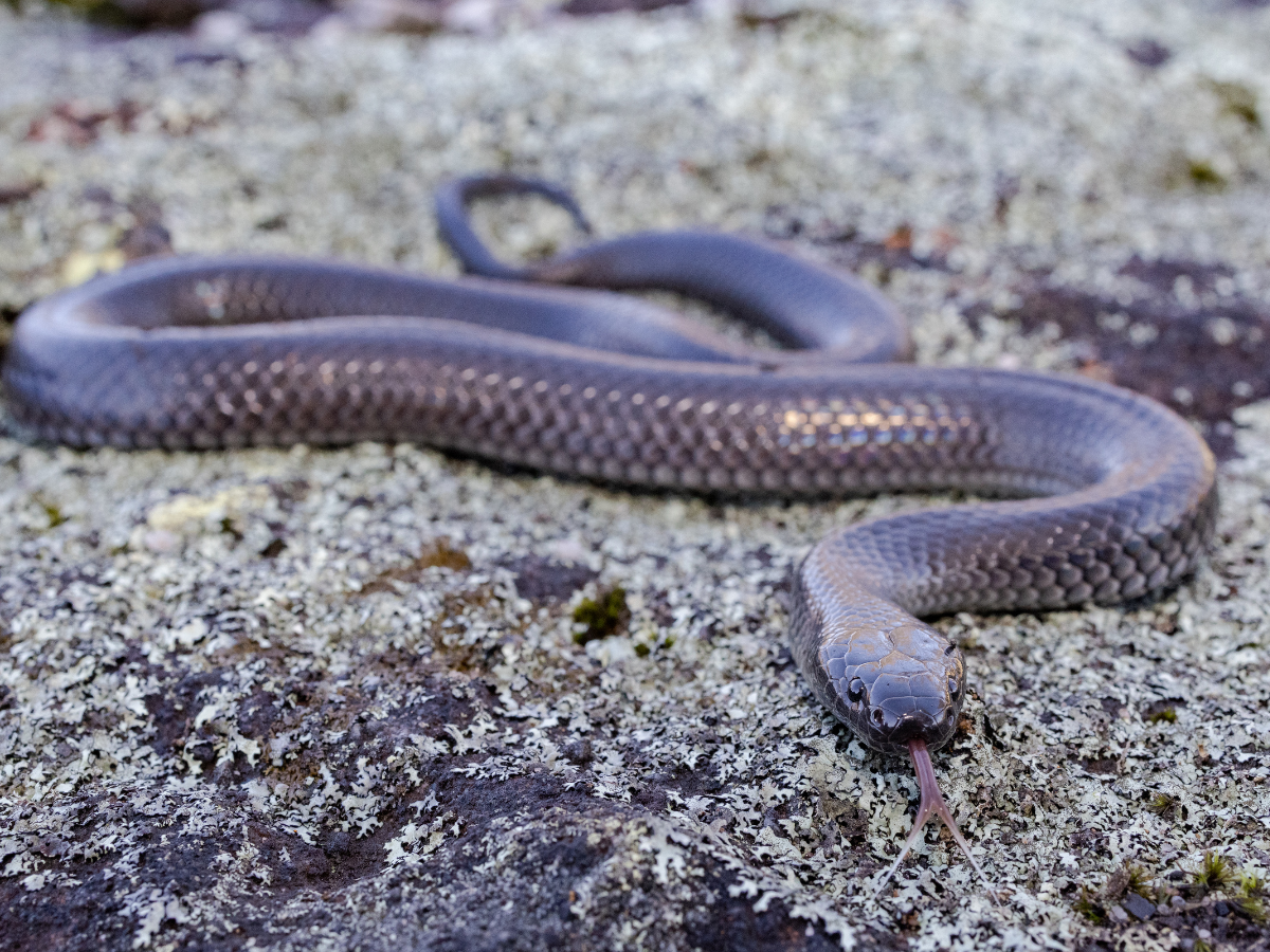 small-eyed snake