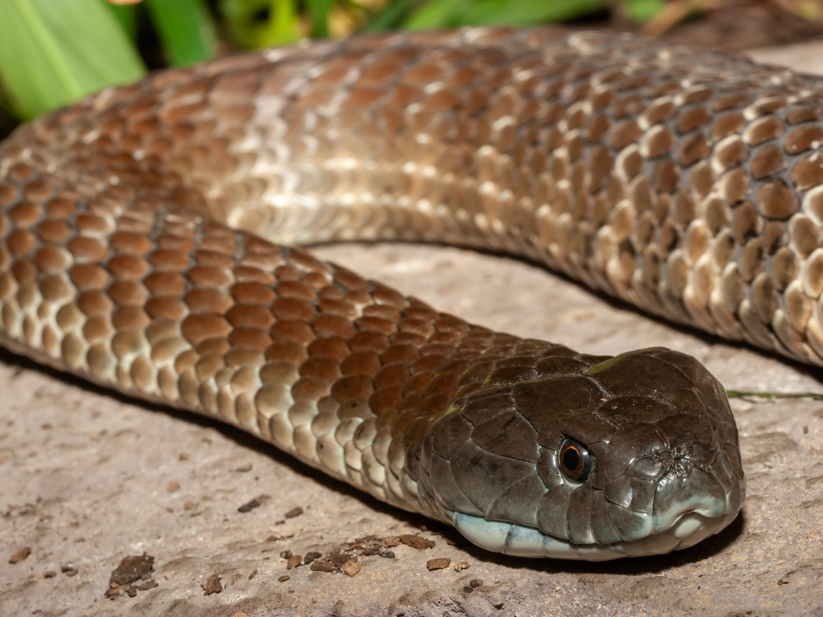 tiger snake