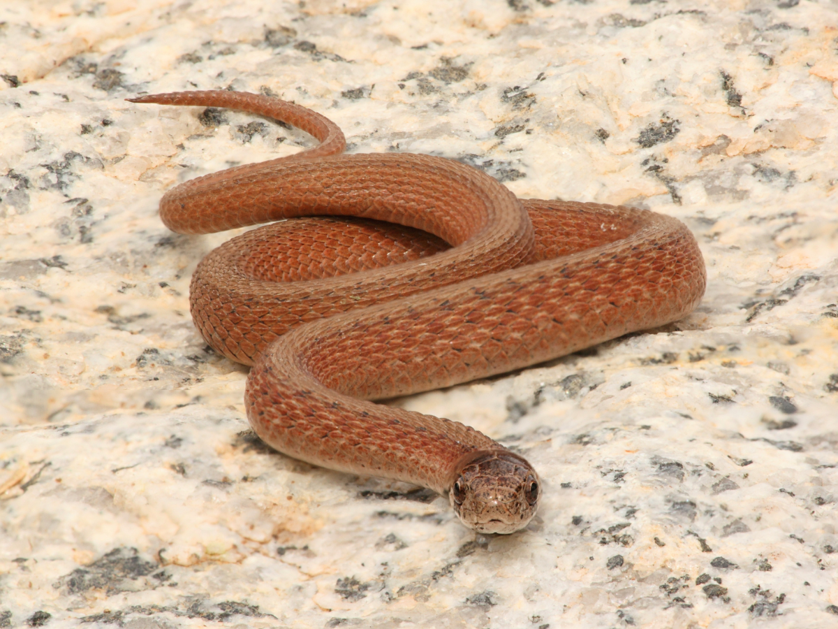 western brown snake